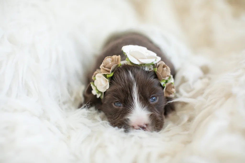 Newborn Puppy Photos: Warrior Dog Rescue, photo 4 of 59