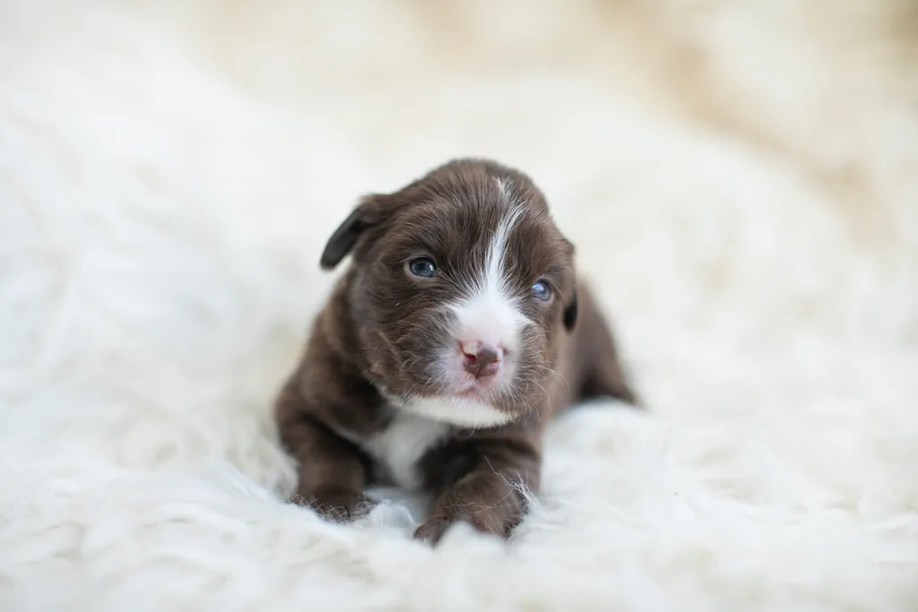 Newborn Puppy Photos: Warrior Dog Rescue, photo 36 of 59