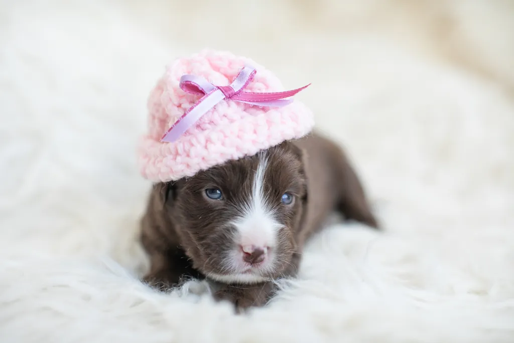 Newborn Puppy Photos: Warrior Dog Rescue, photo 42 of 59