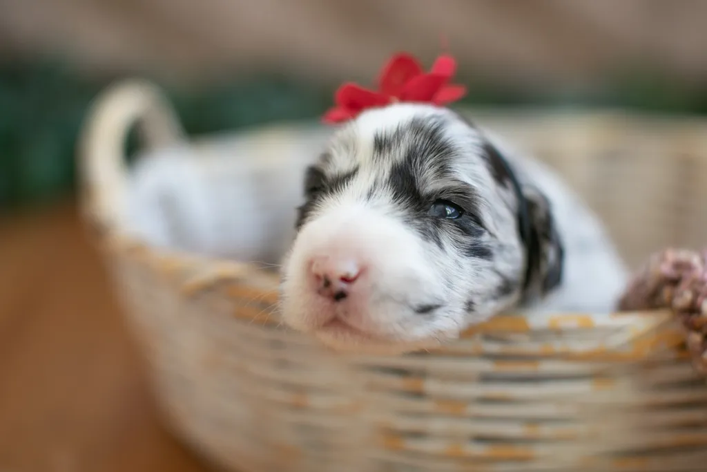 Newborn Puppy Photos: Warrior Dog Rescue, photo 20 of 59