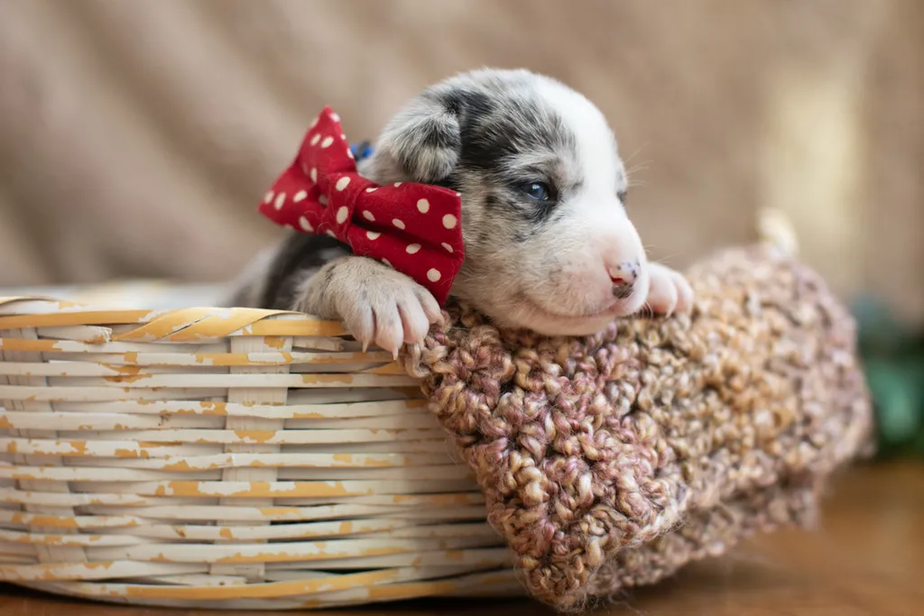 Newborn Puppy Photos: Warrior Dog Rescue, photo 24 of 59