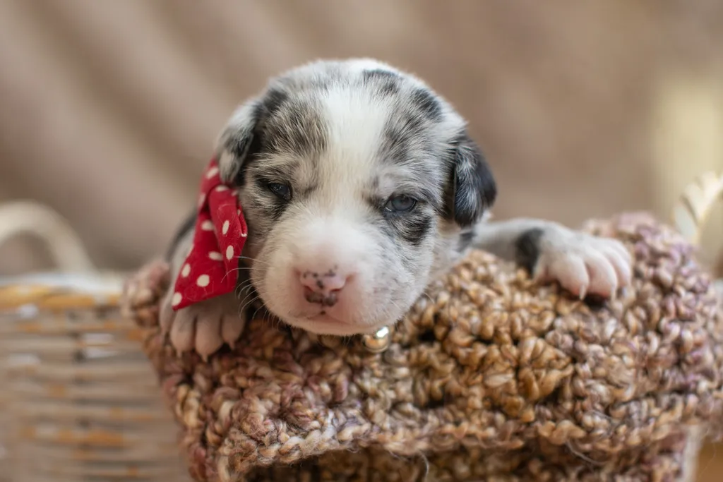 Newborn Puppy Photos: Warrior Dog Rescue, photo 25 of 59