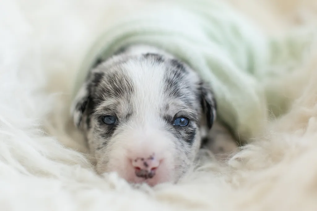 Newborn Puppy Photos: Warrior Dog Rescue, photo 5 of 59