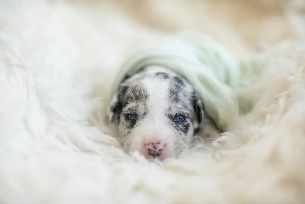 Newborn Puppy Photos: Warrior Dog Rescue, photo 6 of 59