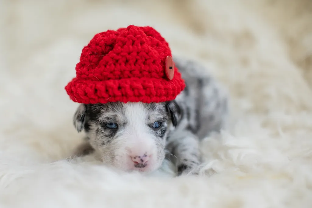 Newborn Puppy Photos: Warrior Dog Rescue, photo 43 of 59