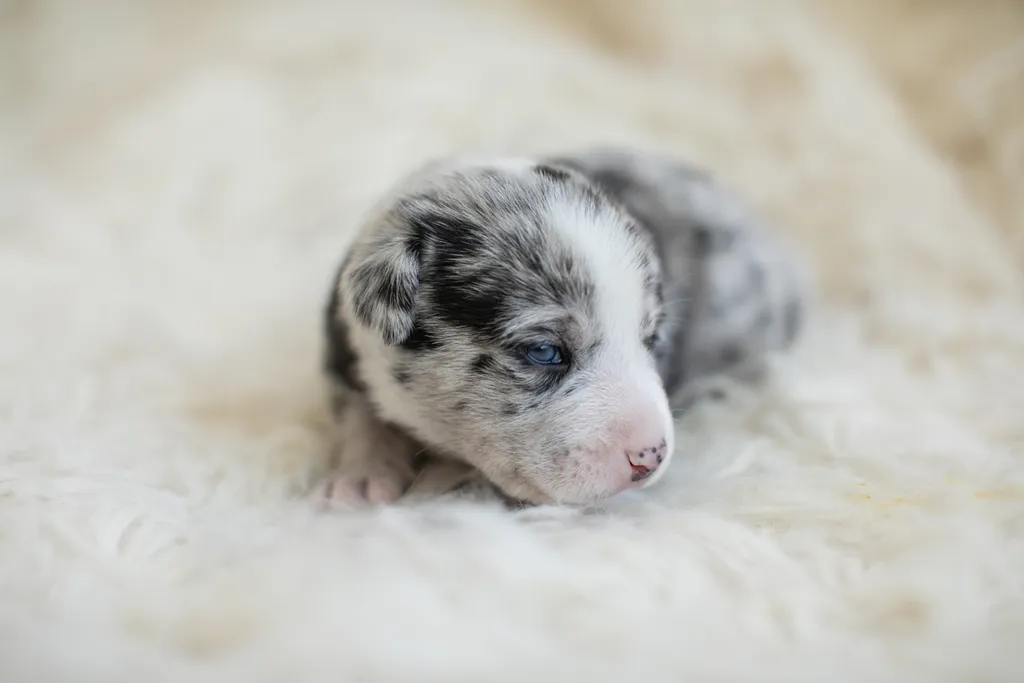 Newborn Puppy Photos: Warrior Dog Rescue, photo 37 of 59