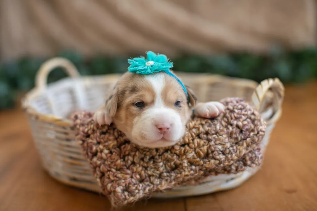 Newborn Puppy Photos: Warrior Dog Rescue, photo 28 of 59