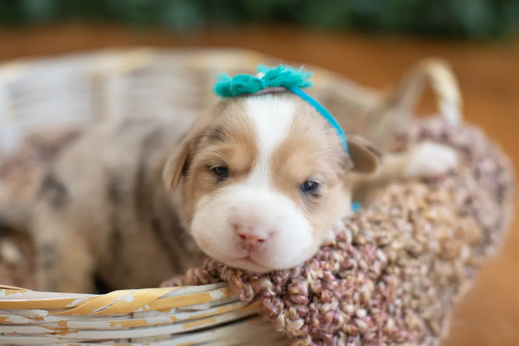 Newborn Puppy Photos: Warrior Dog Rescue, photo 29 of 59