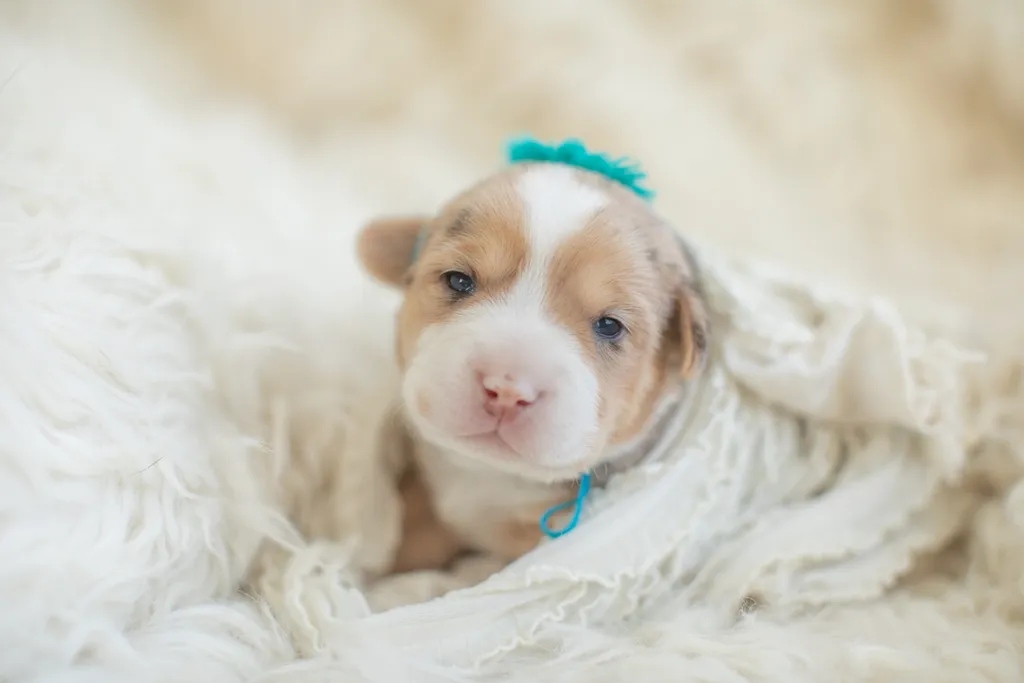 Newborn Puppy Photos: Warrior Dog Rescue, photo 9 of 59
