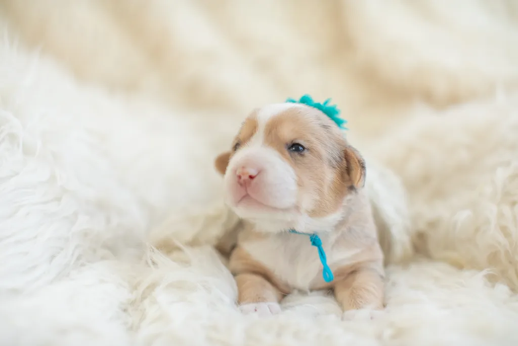 Newborn Puppy Photos: Warrior Dog Rescue, photo 10 of 59