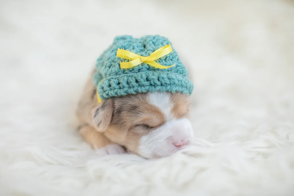 Newborn Puppy Photos: Warrior Dog Rescue, photo 45 of 59