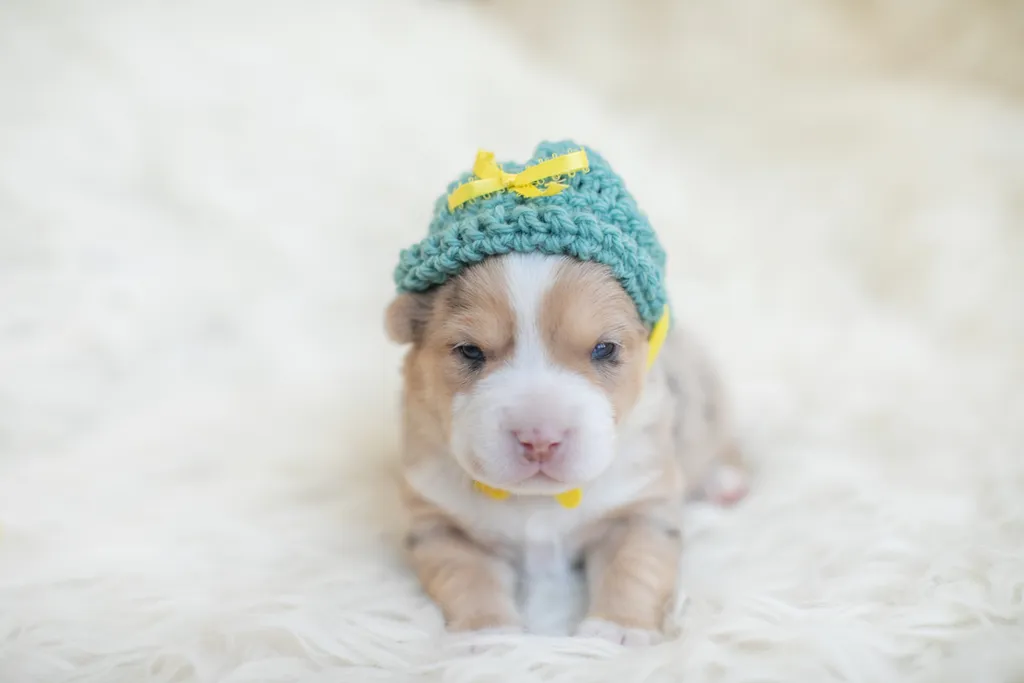 Newborn Puppy Photos: Warrior Dog Rescue, photo 46 of 59