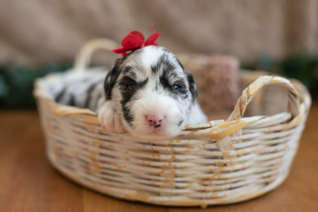 Newborn Puppy Photos: Warrior Dog Rescue, photo 21 of 59
