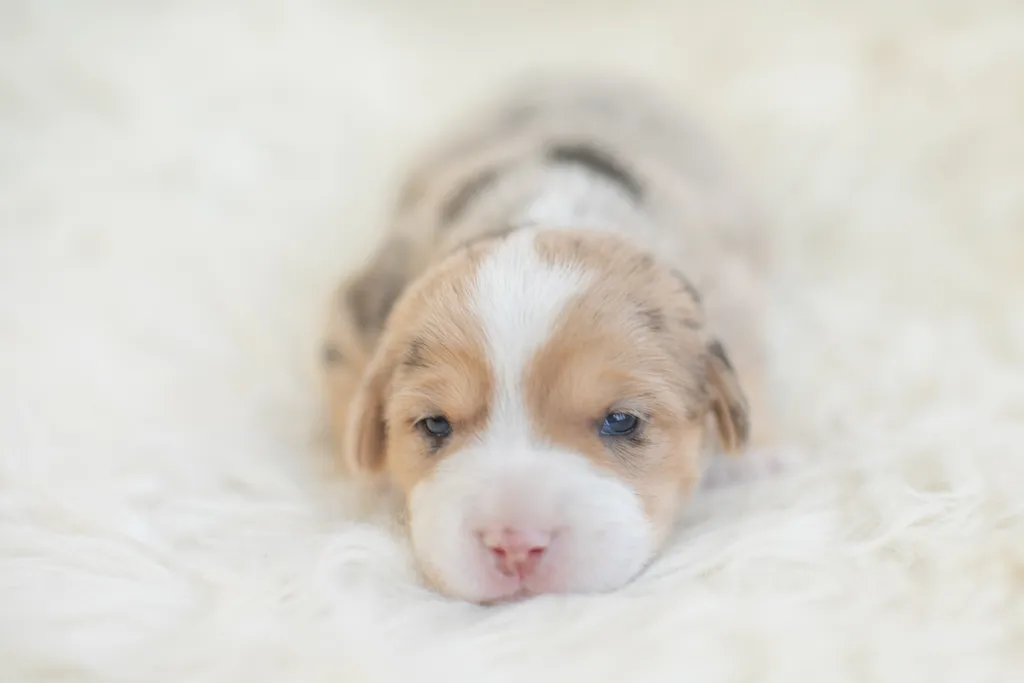 Newborn Puppy Photos: Warrior Dog Rescue, photo 39 of 59