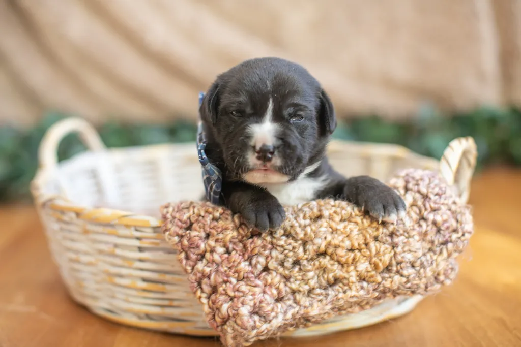 Newborn Puppy Photos: Warrior Dog Rescue, photo 30 of 59