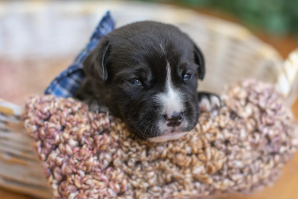 Newborn Puppy Photos: Warrior Dog Rescue, photo 31 of 59