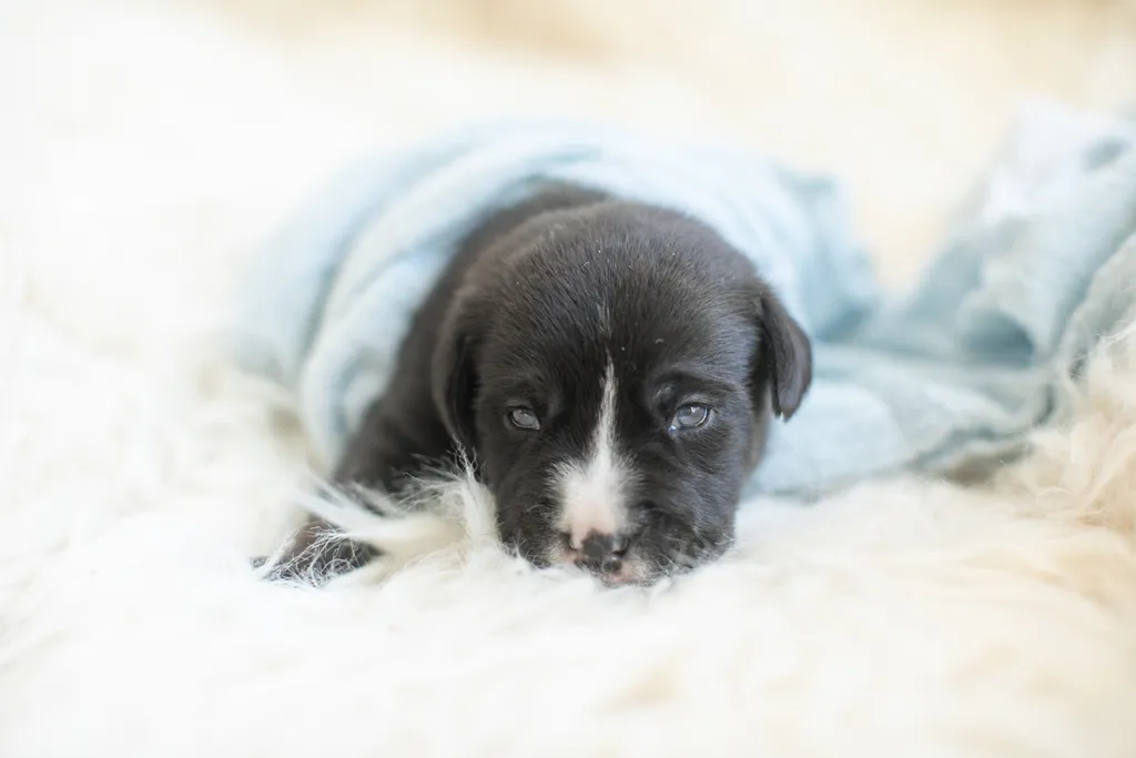 Newborn Puppy Photos: Warrior Dog Rescue, photo 12 of 59