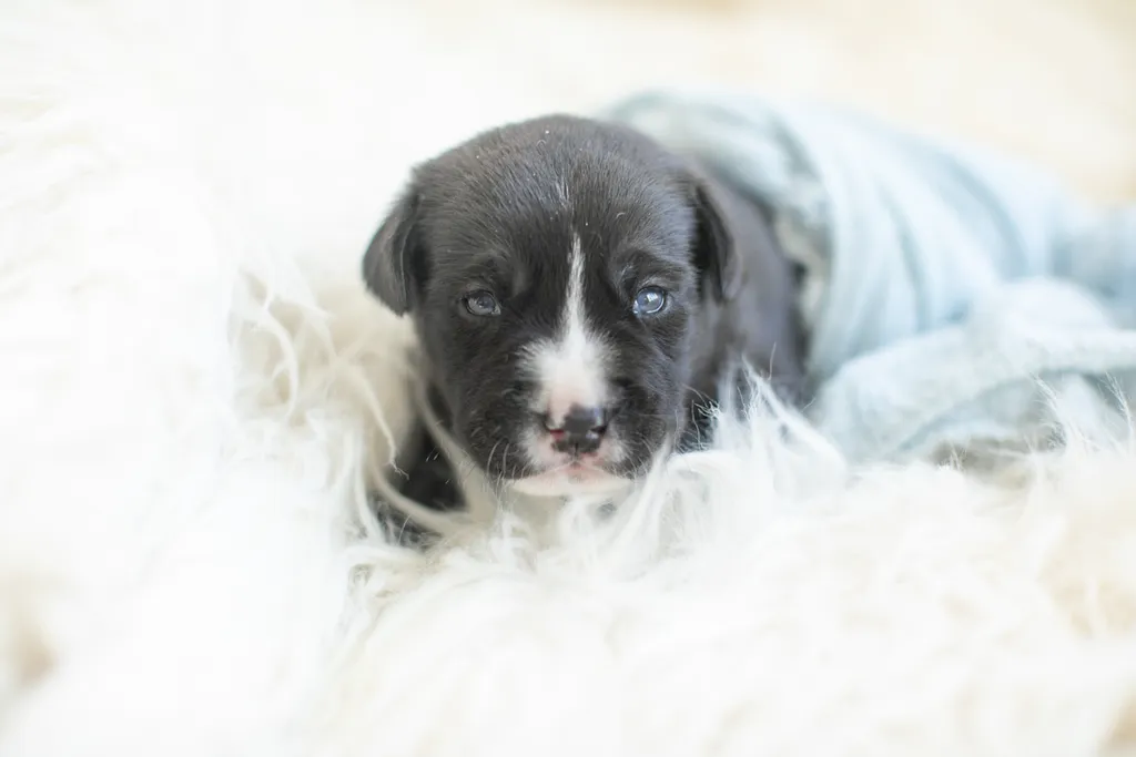 Newborn Puppy Photos: Warrior Dog Rescue, photo 14 of 59