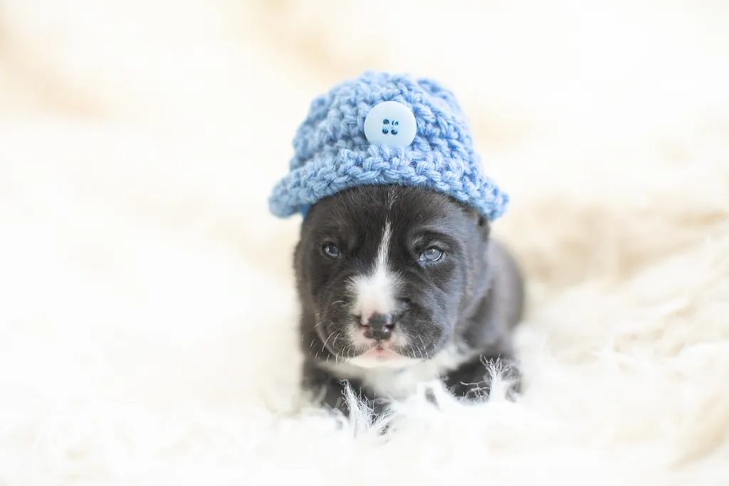 Newborn Puppy Photos: Warrior Dog Rescue, photo 47 of 59