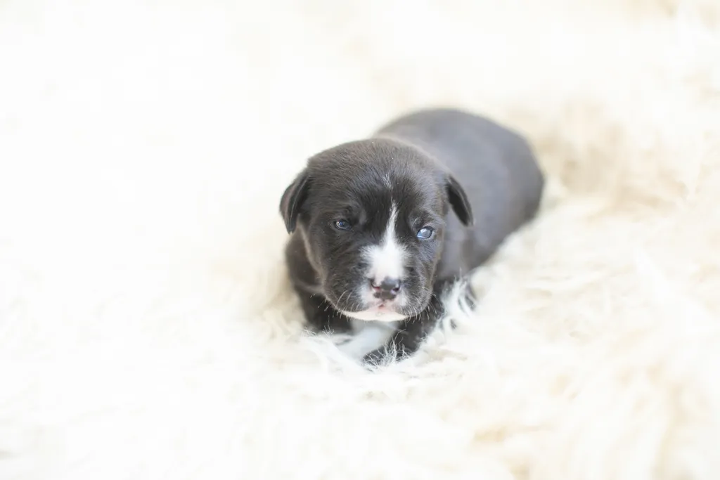 Newborn Puppy Photos: Warrior Dog Rescue, photo 40 of 59
