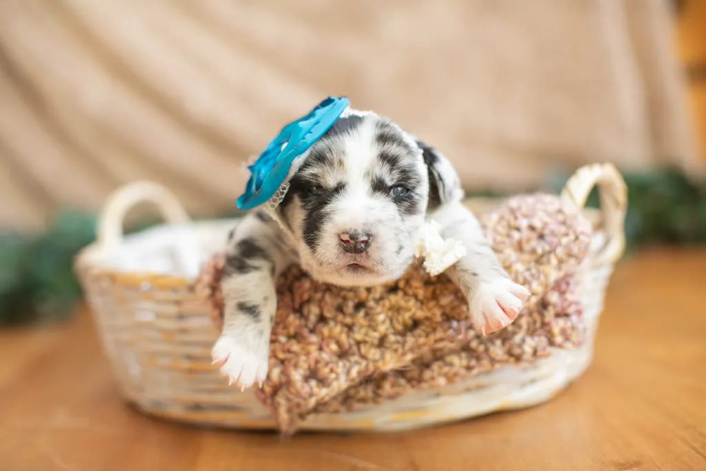 Newborn Puppy Photos: Warrior Dog Rescue, photo 32 of 59