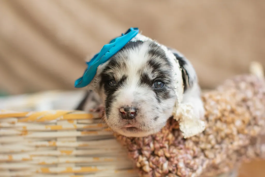Newborn Puppy Photos: Warrior Dog Rescue, photo 33 of 59