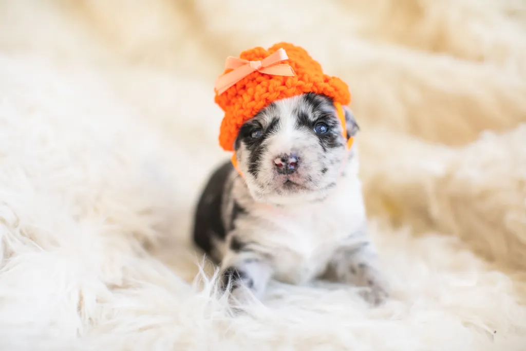 Newborn Puppy Photos: Warrior Dog Rescue, photo 48 of 59