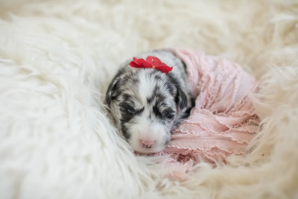 Newborn Puppy Photos: Warrior Dog Rescue, photo 1 of 59