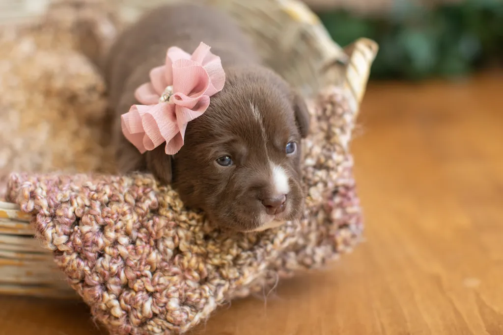 Newborn Puppy Photos: Warrior Dog Rescue, photo 35 of 59