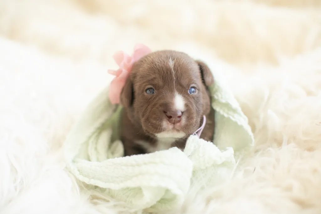 Newborn Puppy Photos: Warrior Dog Rescue, photo 19 of 59