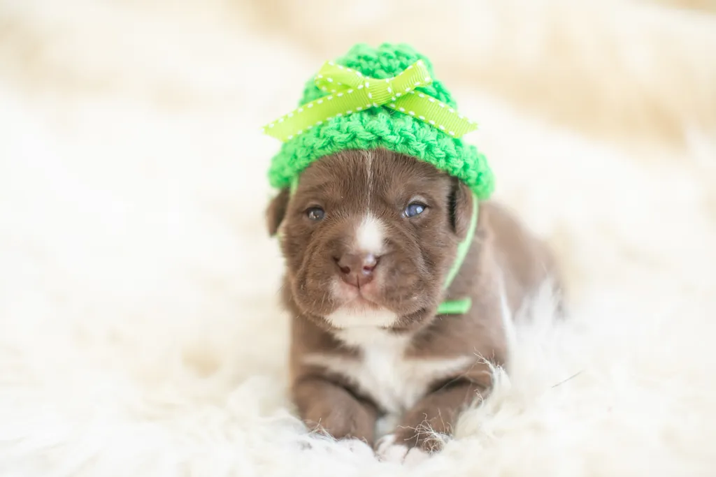 Newborn Puppy Photos: Warrior Dog Rescue, photo 49 of 59