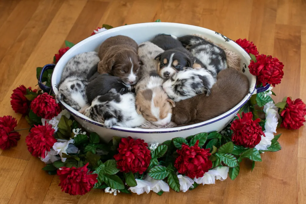 Newborn Puppy Photos: Warrior Dog Rescue, photo 50 of 59