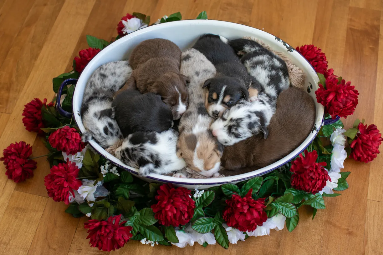 Cover photo for Newborn Puppy Photos: Warrior Dog Rescue