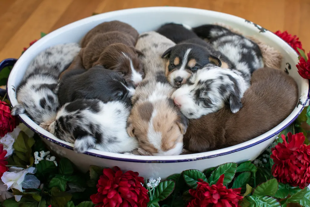 Newborn Puppy Photos: Warrior Dog Rescue, photo 53 of 59