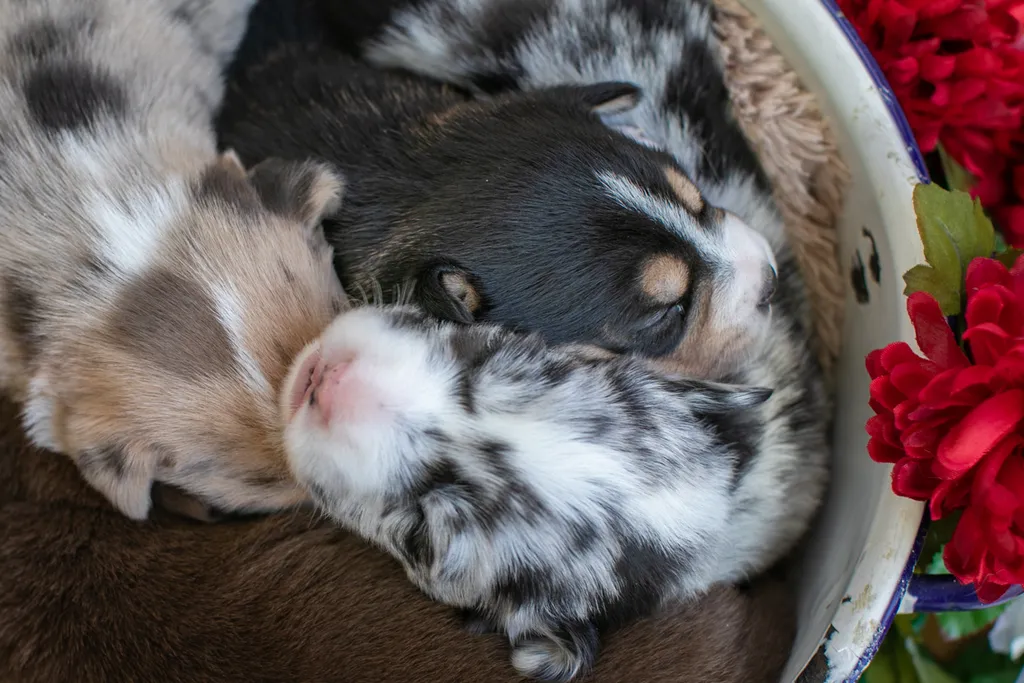 Newborn Puppy Photos: Warrior Dog Rescue, photo 55 of 59