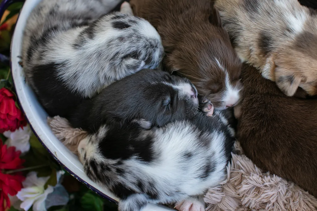 Newborn Puppy Photos: Warrior Dog Rescue, photo 56 of 59