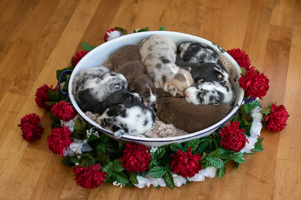 Newborn Puppy Photos: Warrior Dog Rescue, photo 57 of 59