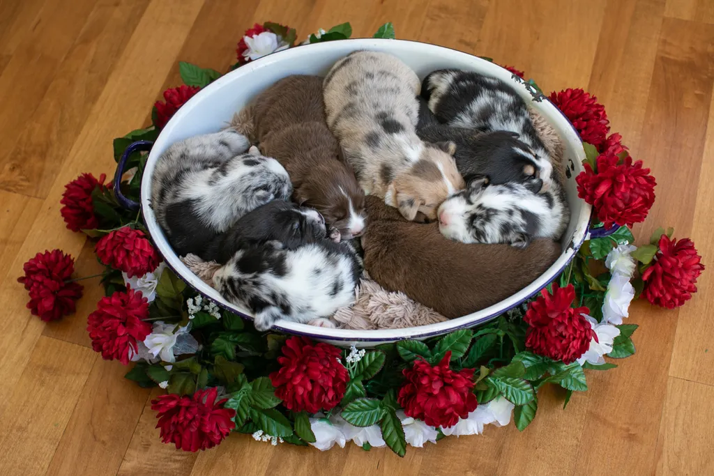 Newborn Puppy Photos: Warrior Dog Rescue, photo 52 of 59