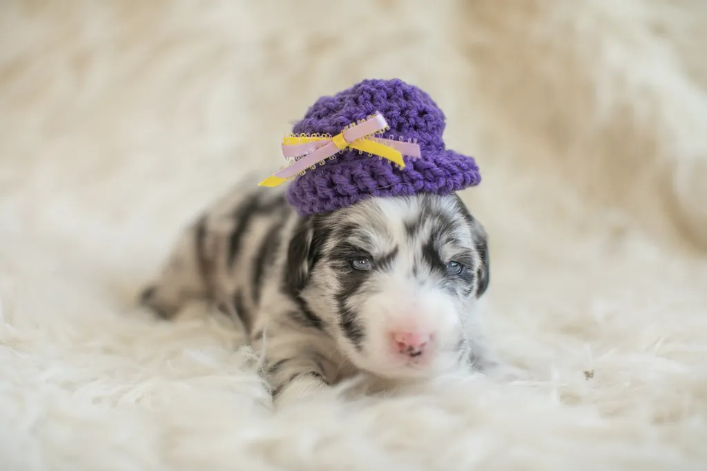 Newborn Puppy Photos: Warrior Dog Rescue, photo 41 of 59