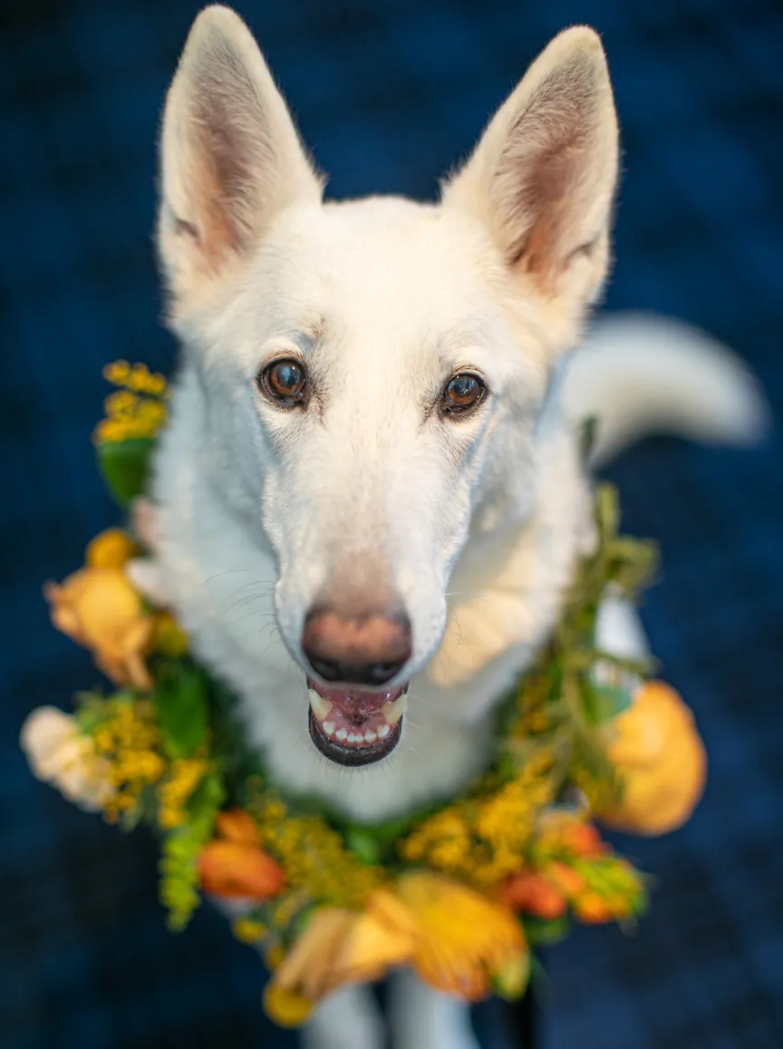 Pet Product photography, photo 46 of 65