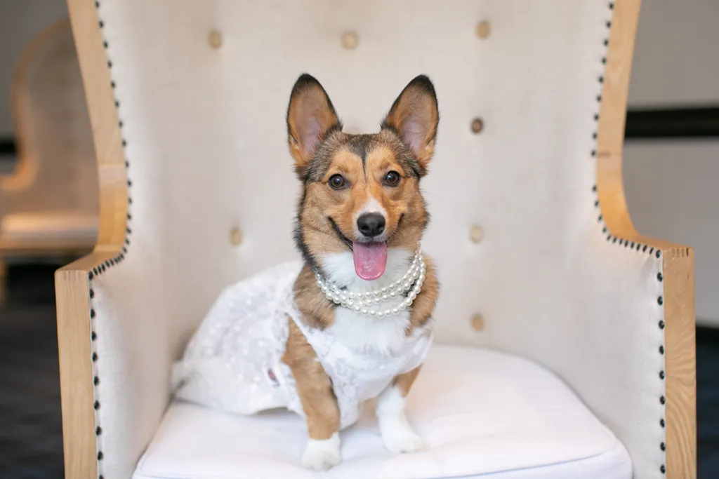 Pet Product photography, photo 3 of 65
