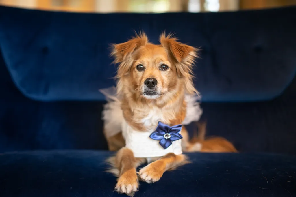 Pet Product photography, photo 5 of 65