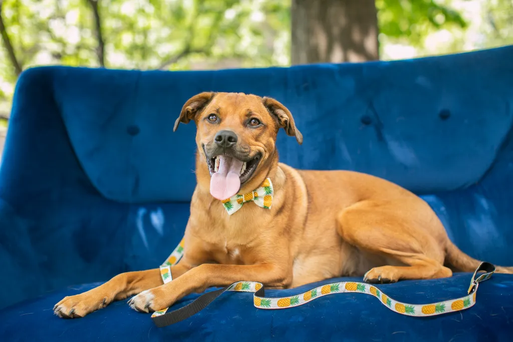 Pet Product photography, photo 39 of 65