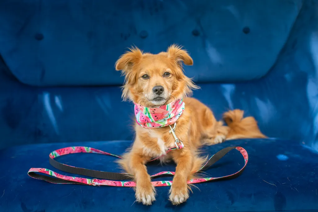 Pet Product photography, photo 40 of 65