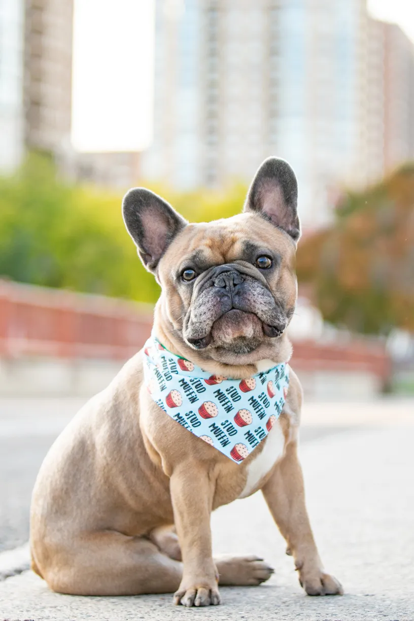 Pet Product photography, photo 8 of 65