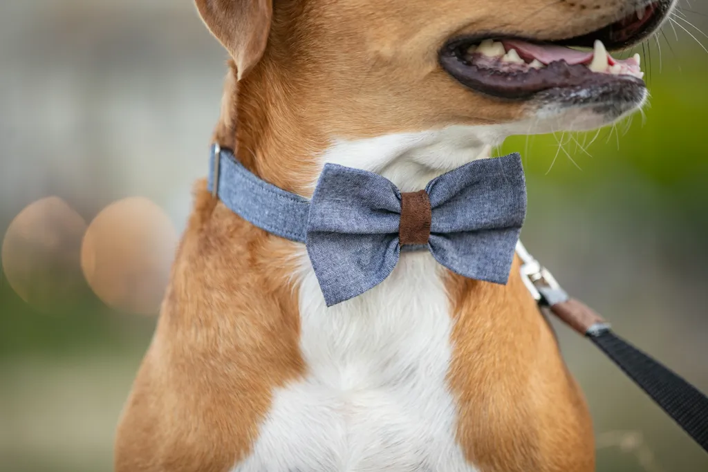 Pet Product photography, photo 41 of 65