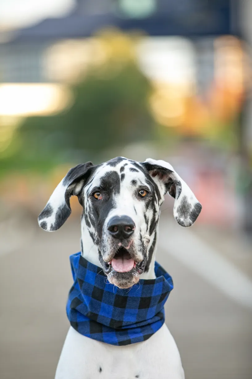 Pet Product photography, photo 9 of 65