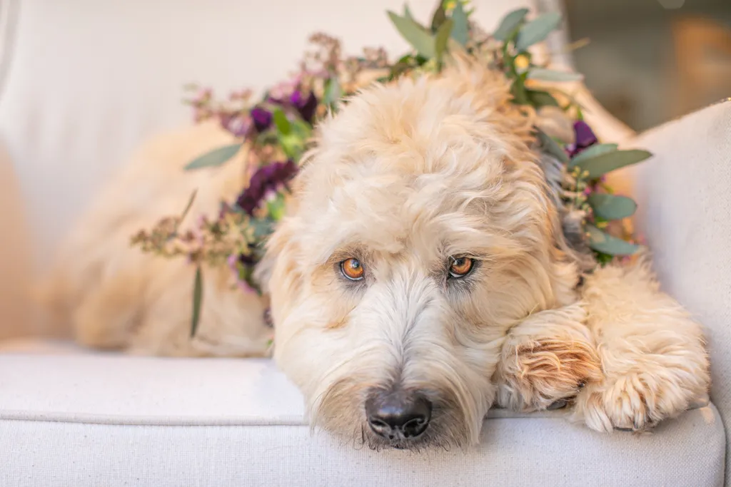 Pet Product photography, photo 47 of 65