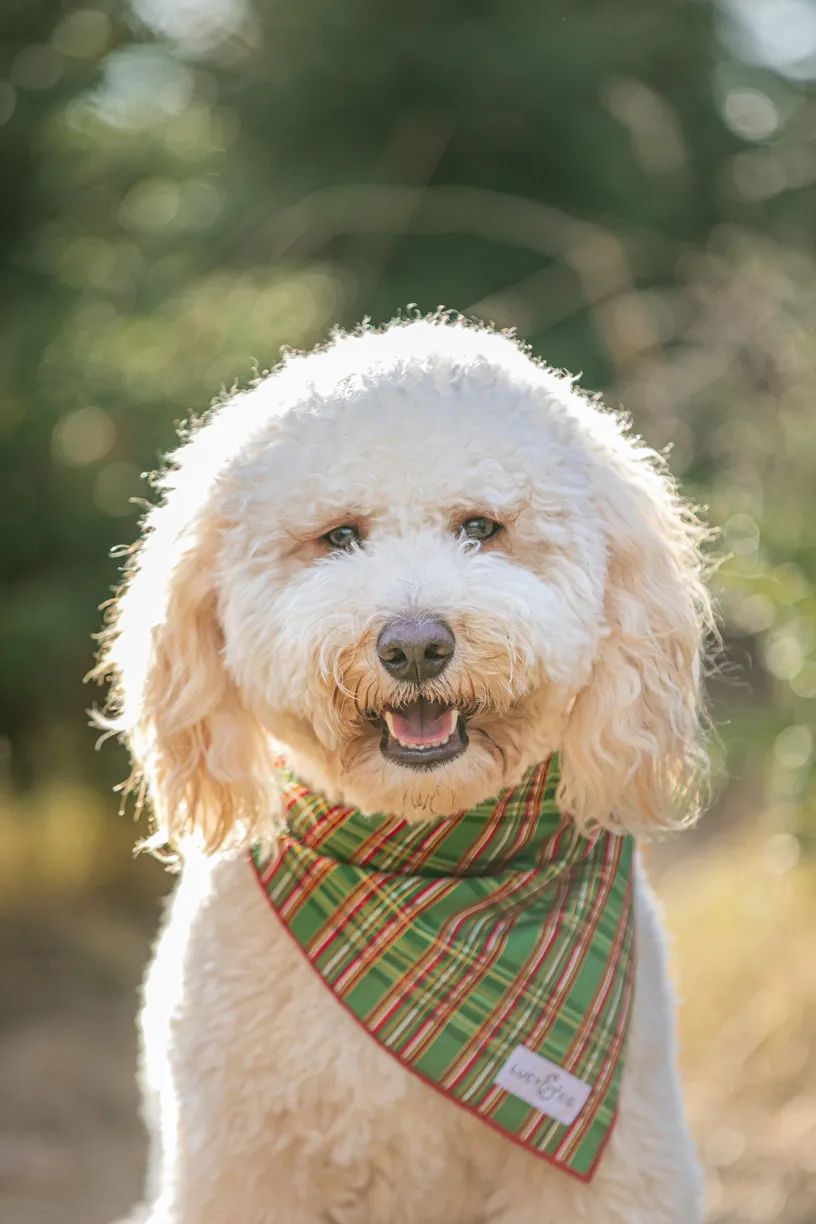 Pet Product photography, photo 13 of 65