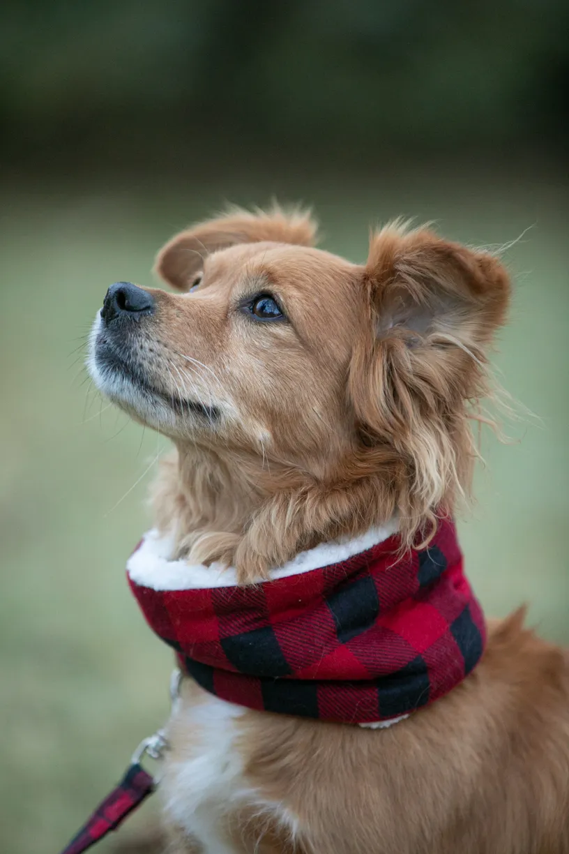Pet Product photography, photo 15 of 65